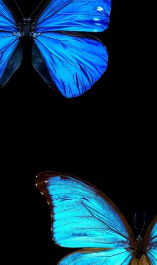 可爱梦幻唯美的蝴蝶世界