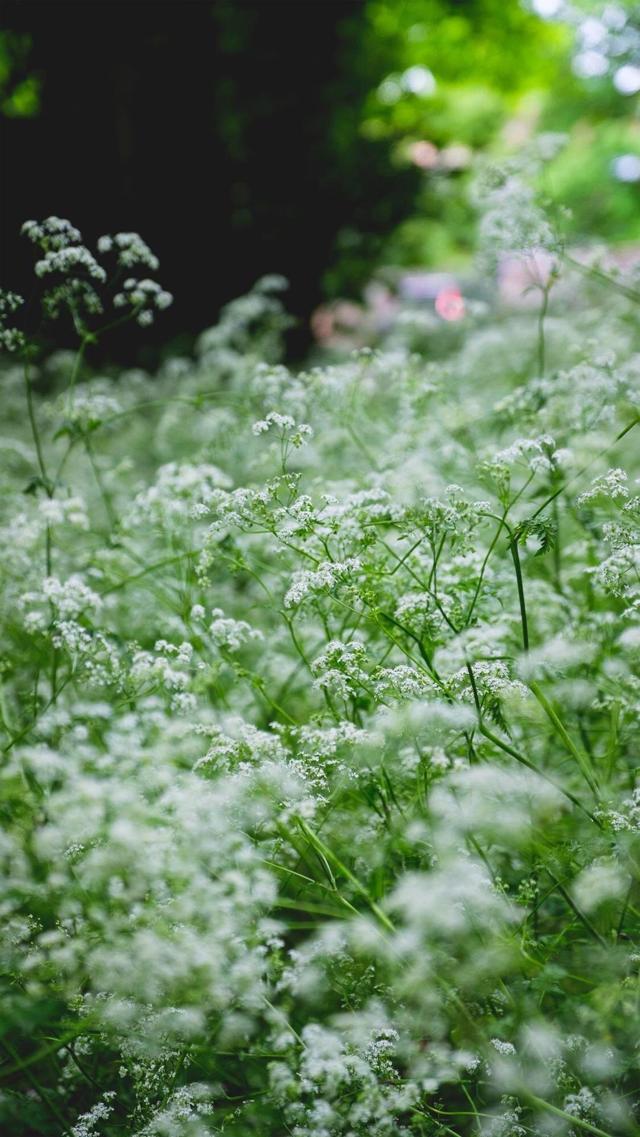 清新绿植养眼写真