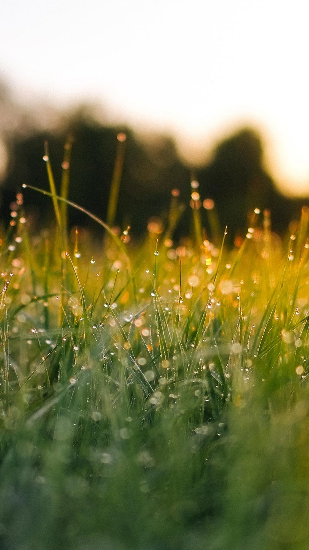 清晨一缕阳光雨露