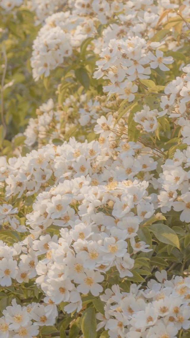 白色野蔷薇小清新摄影
