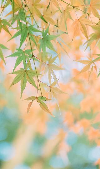 秋天泛黄的枫叶微距摄影