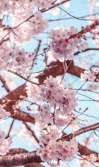 花团锦簇的小清新樱花