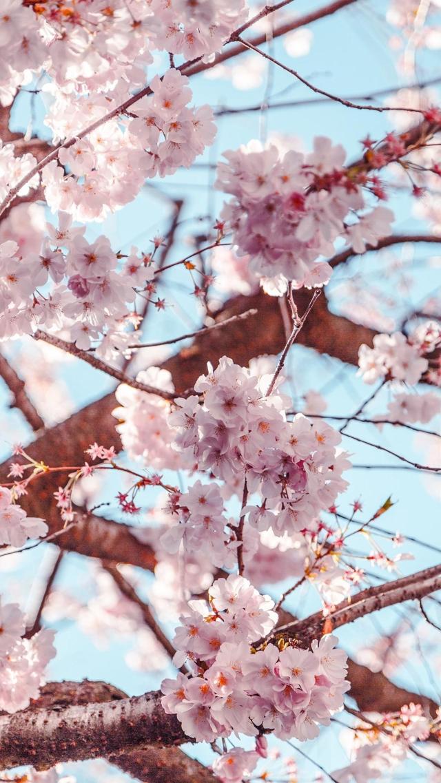 花团锦簇的小清新樱花