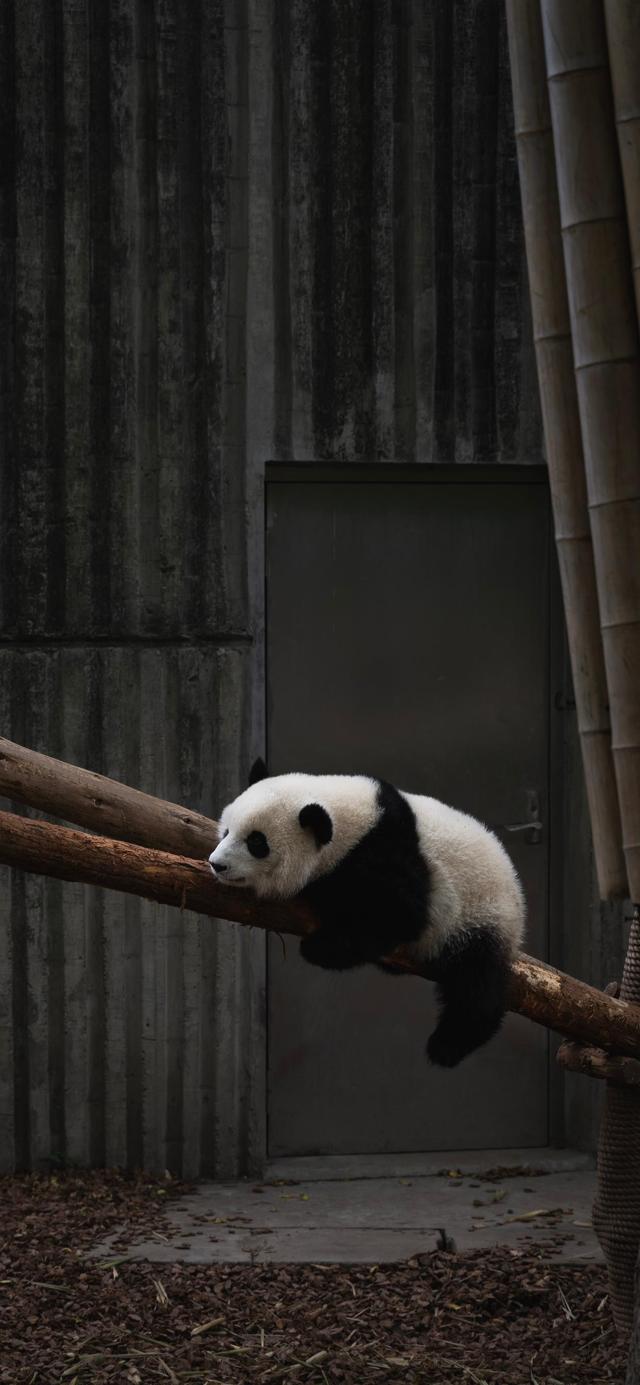 趴在树上休息的熊猫