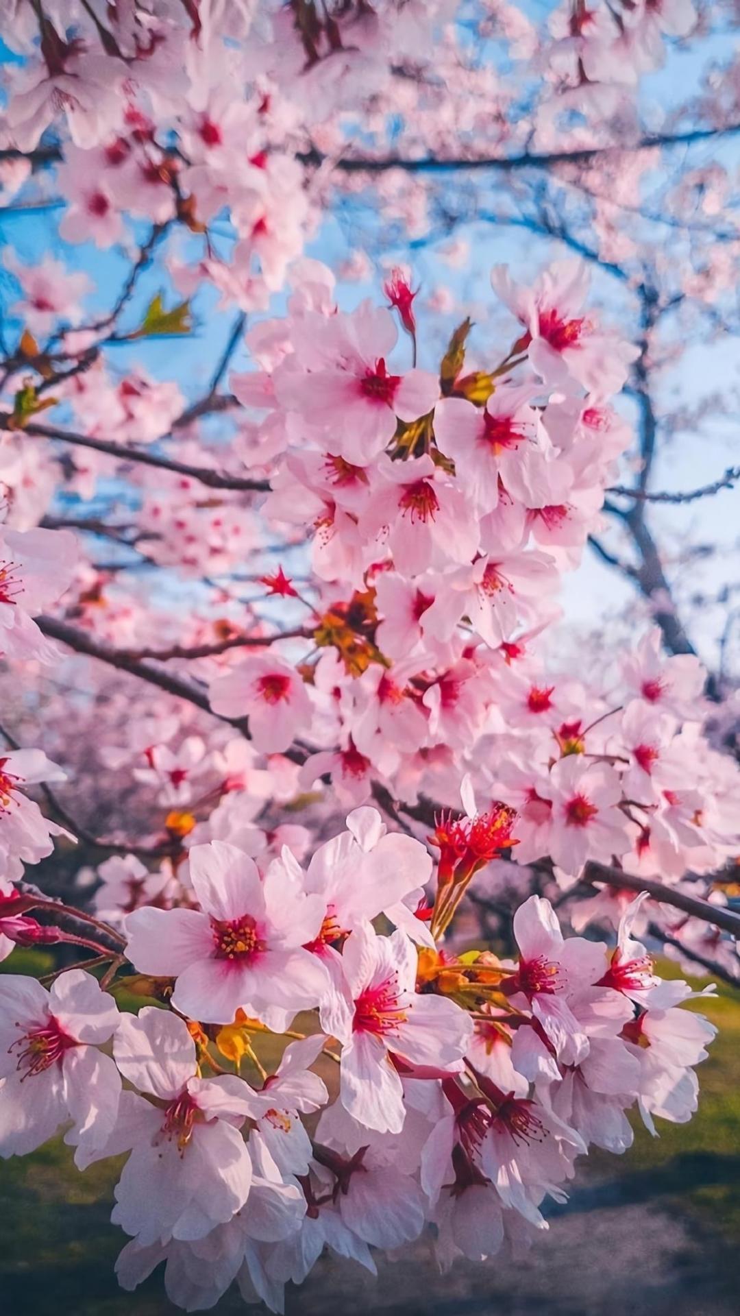 遇见浪漫唯美的樱花世界