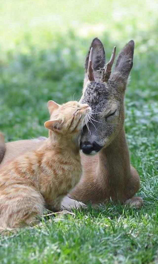 当猫咪爱上小鹿的特写镜头
