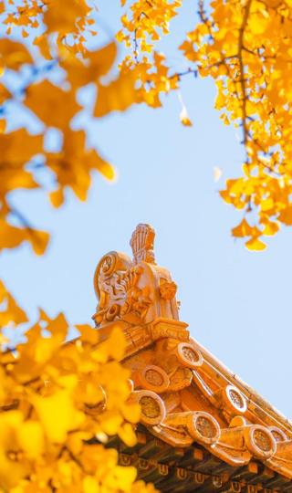 秋天的唯美银杏风景