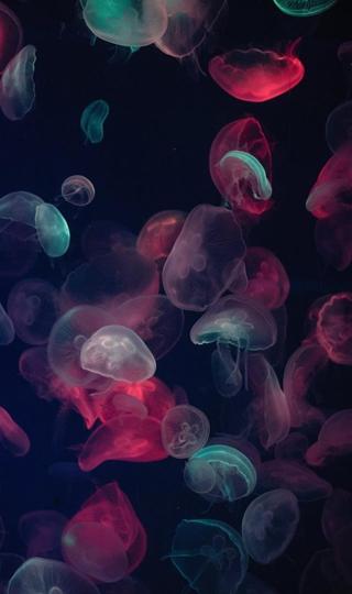 彩色水母深海梦幻写真