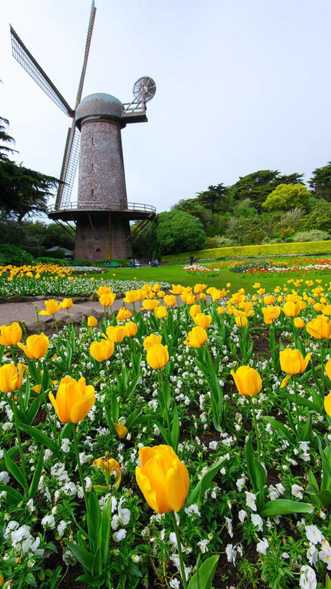 郁金香 花朵 风车 风景 彩色 景点壁纸下载