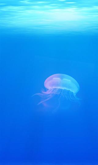 海底世界 动态壁纸 水母 动物 蓝色手机壁纸
