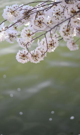 日系小清新樱花迷人摄影