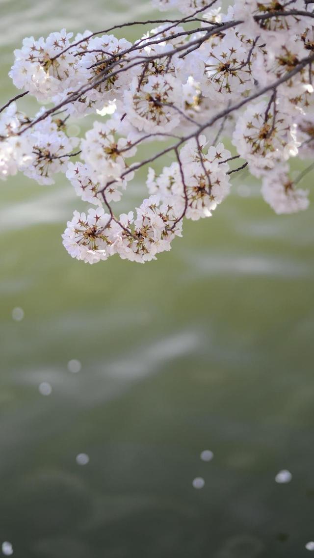 日系小清新樱花迷人摄影