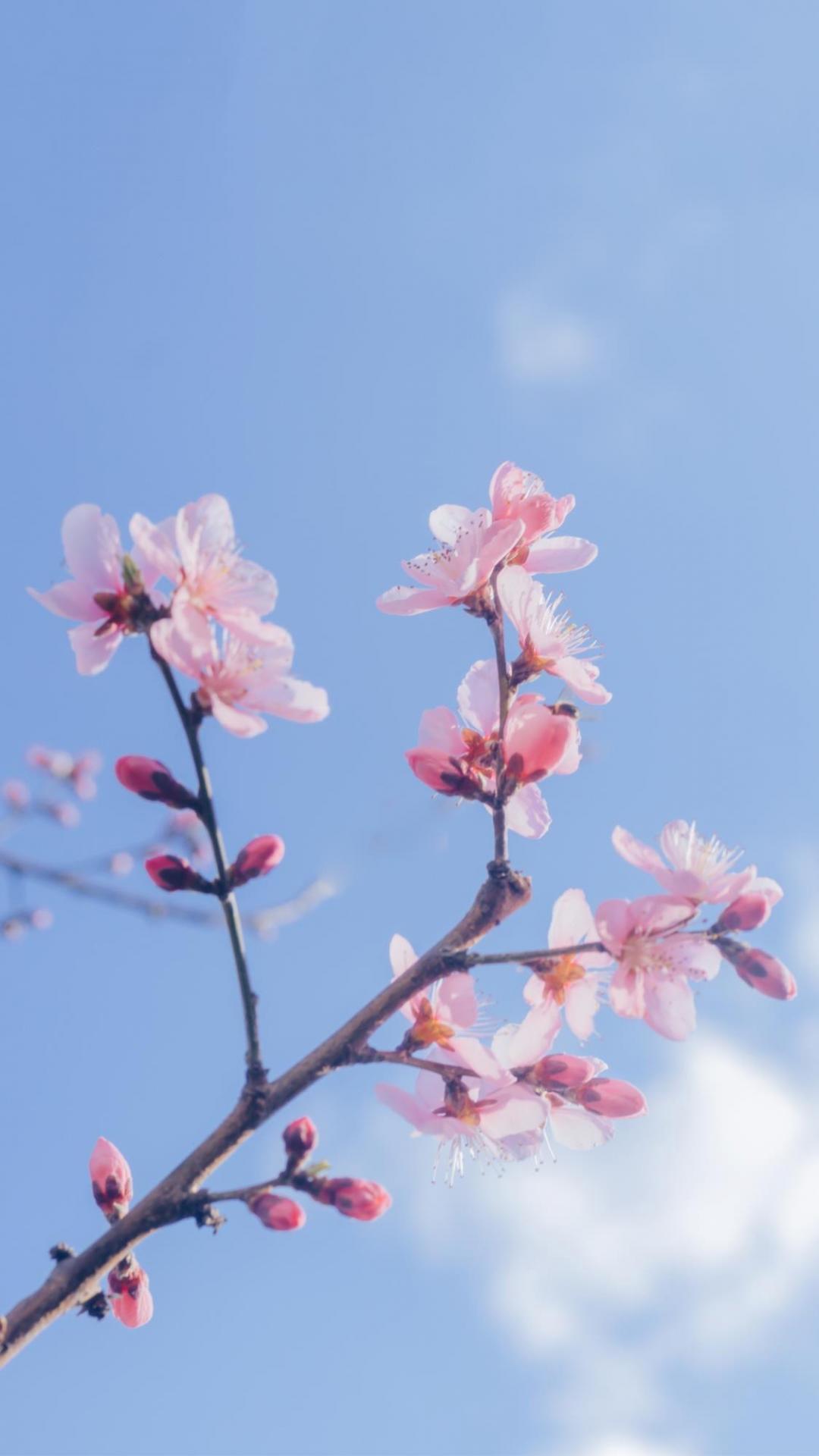 春天,樱花奔你而来