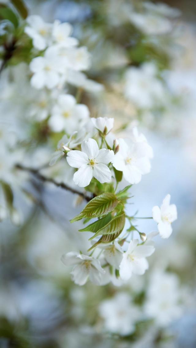 春暖花开,樱花盛开