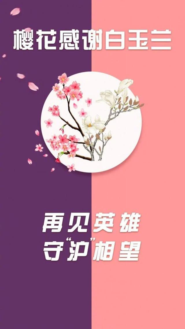 武大樱花感谢白玉兰