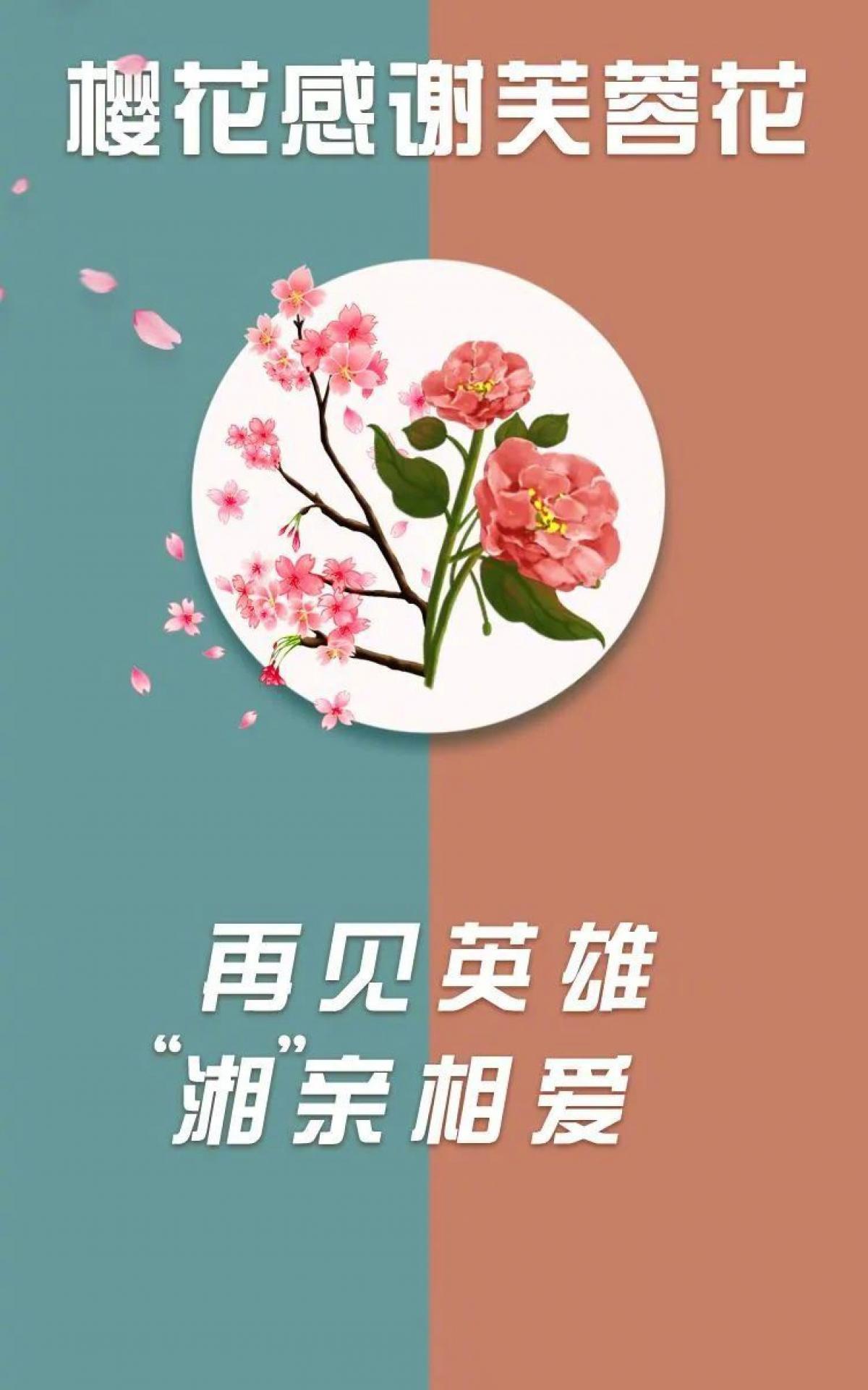 武大樱花感谢芙蓉花