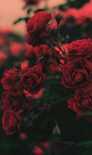 绽放着红彤彤的玫瑰花