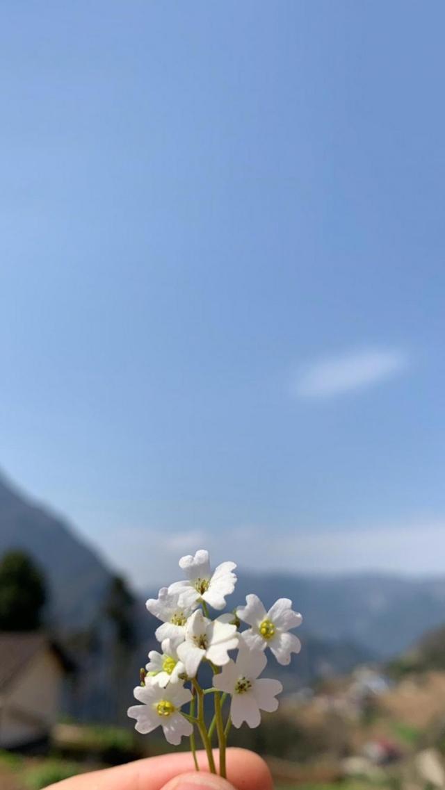 蓝天下小清新淡雅花朵