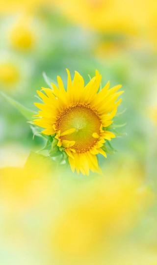 象征着太阳的唯美向日葵