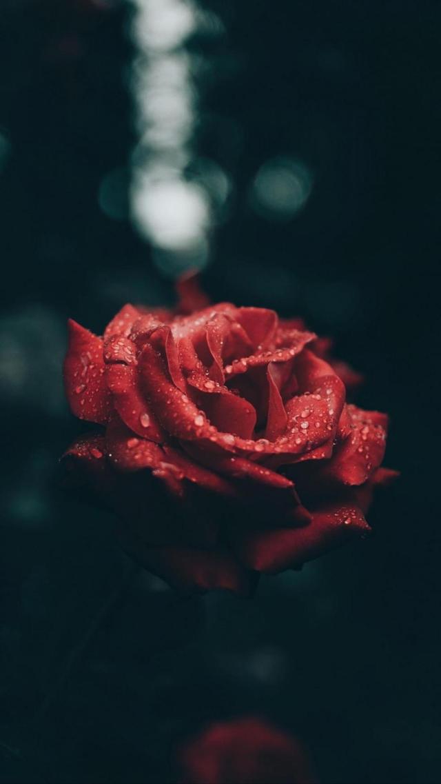鲜艳迷人的玫瑰