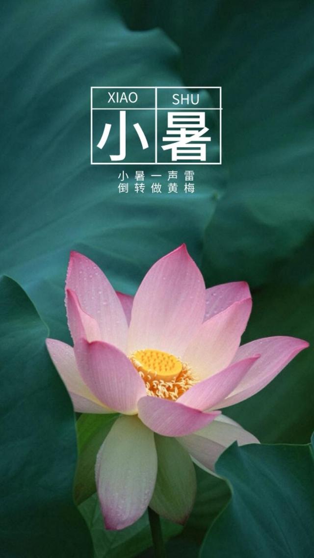 荷花与小暑的清新带字配图