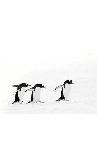 在雪地里嬉戏的企鹅