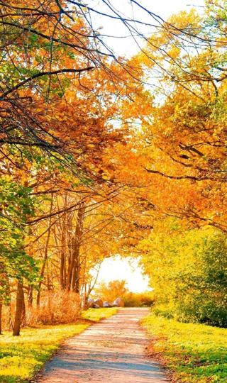 迷人的秋季森林小道