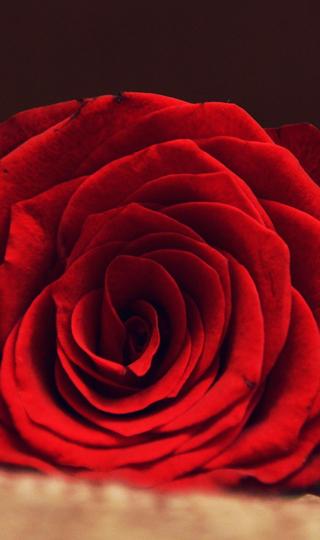 鲜艳玫瑰是爱情的象征