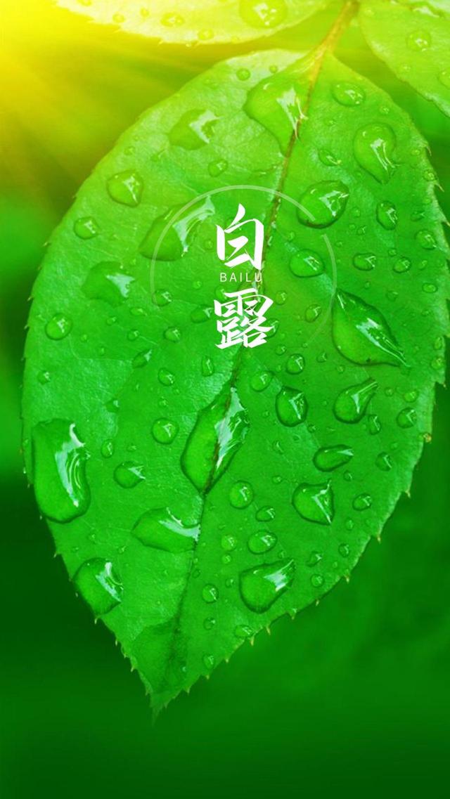 小清新护眼白露时节