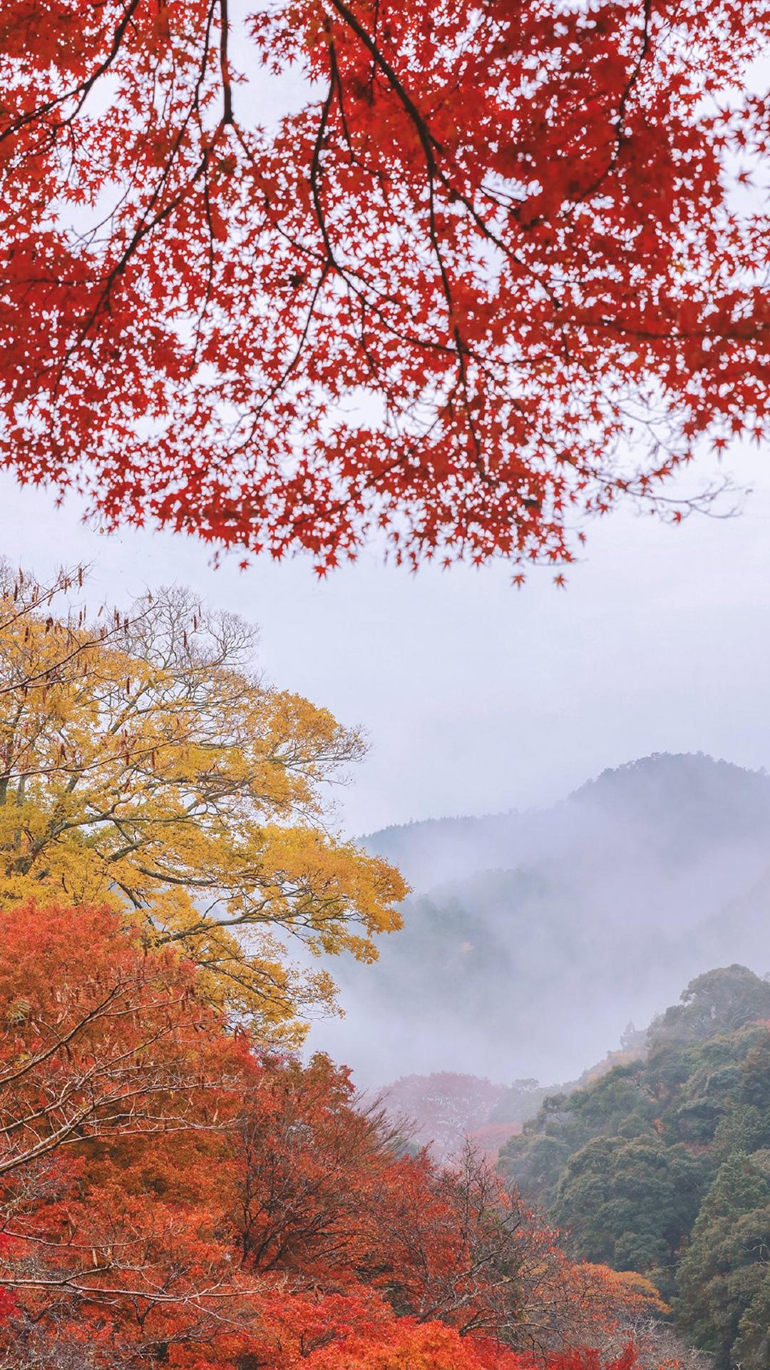 日本京都枫叶季风景摄影