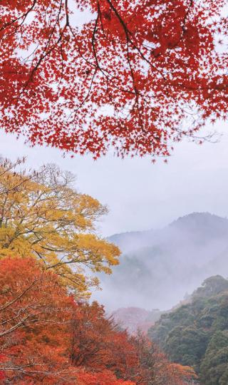 日本京都枫叶季风景摄影