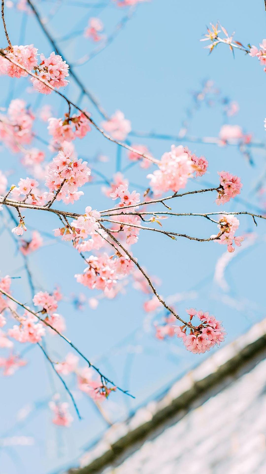 日系动漫风樱花小清新写真