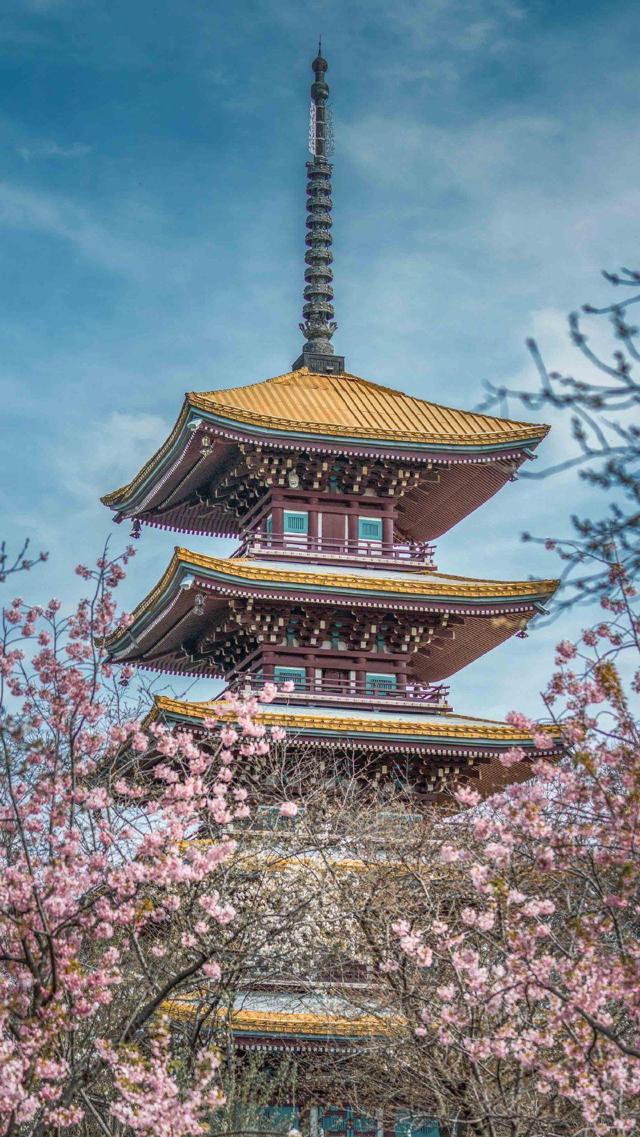 武汉樱花五重塔唯美风景写真