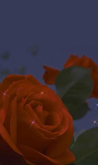 红色玫瑰微距浪漫摄影