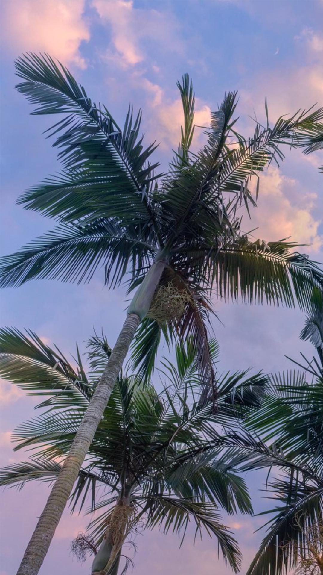 椰树清新唯美摄影