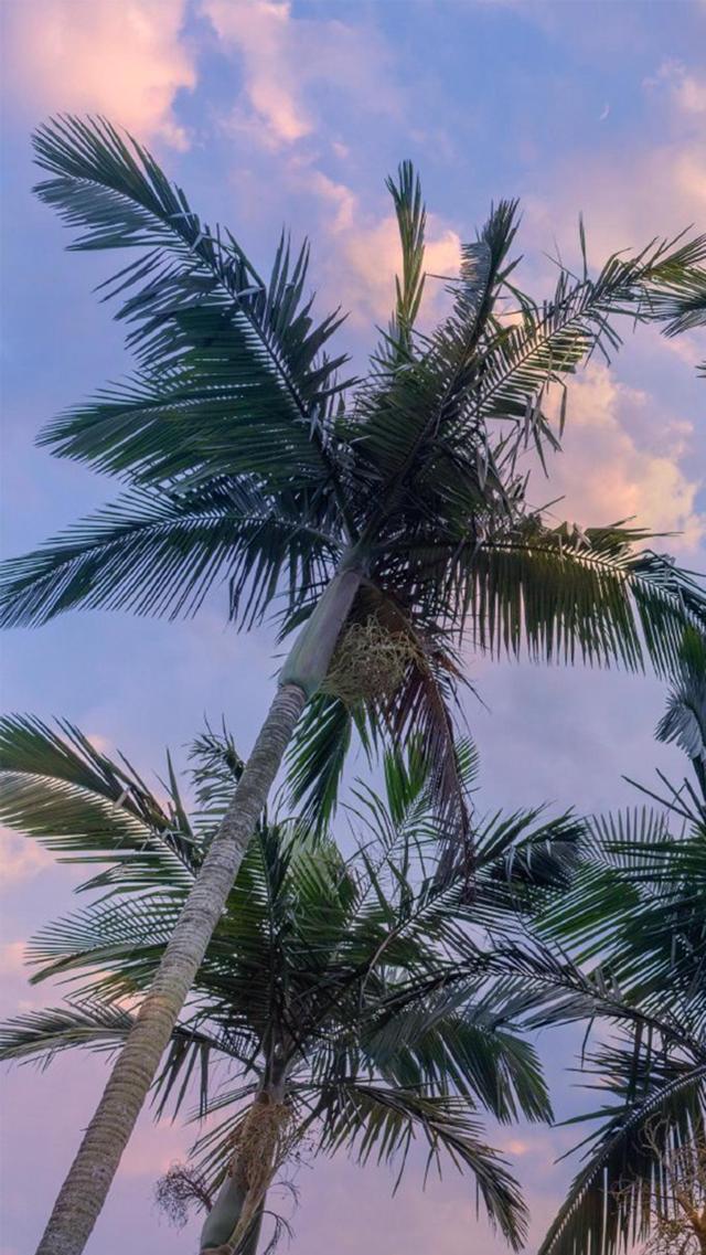 椰树清新唯美摄影