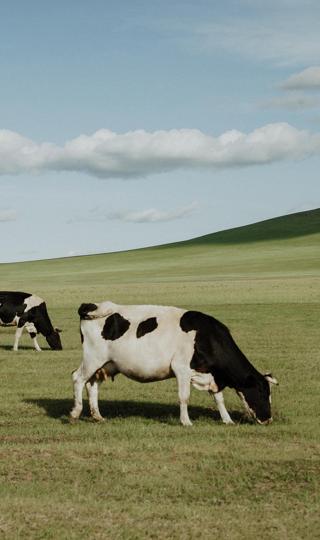 草原奶牛清新自然风景