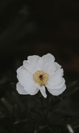 清新迷人的花朵摄影