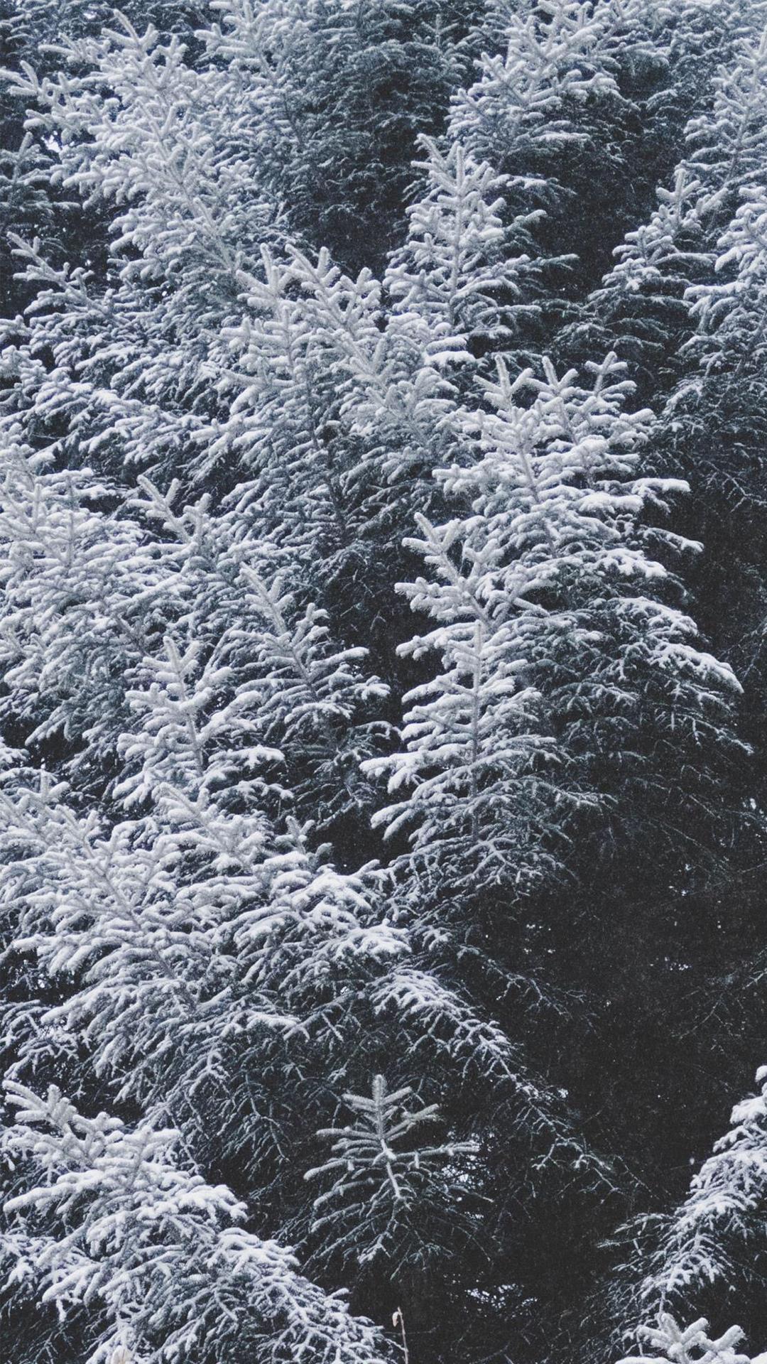 冬日唯美雾凇雪景