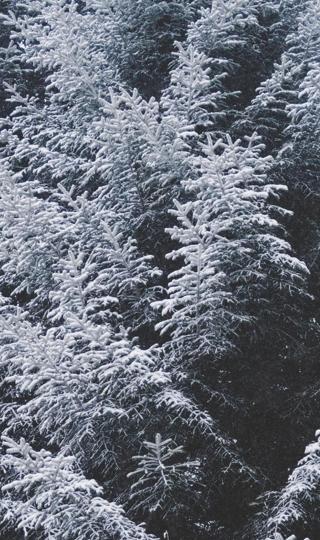 冬日唯美雾凇雪景
