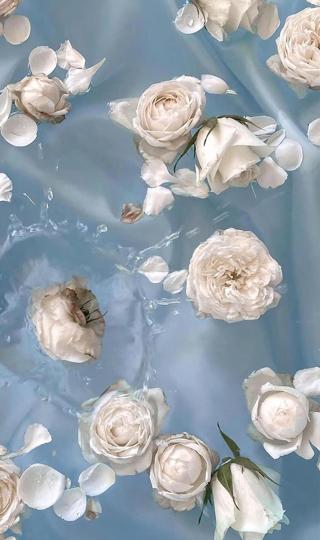 白玫瑰水中清新摄影