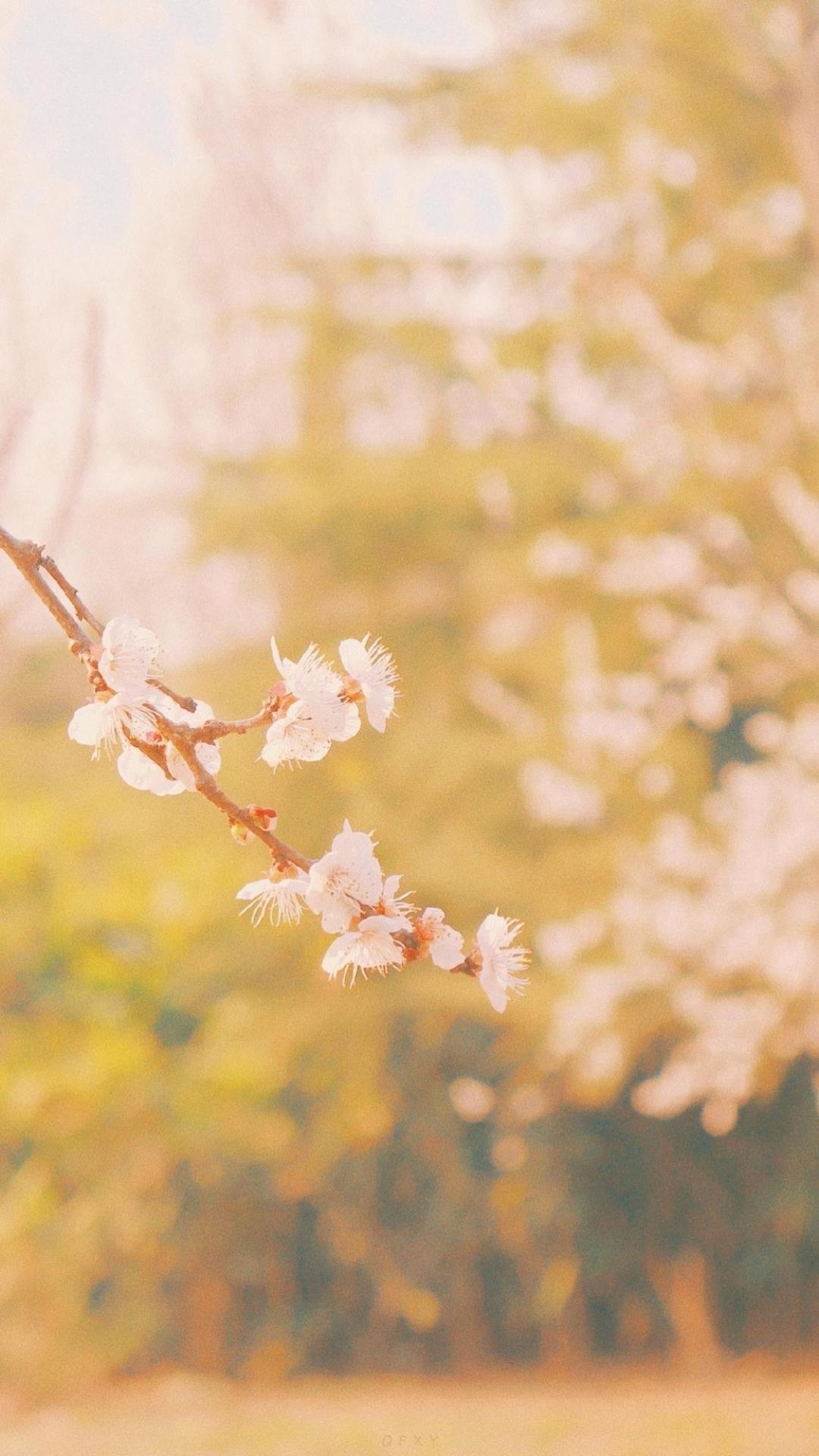 春天来临,桃花开