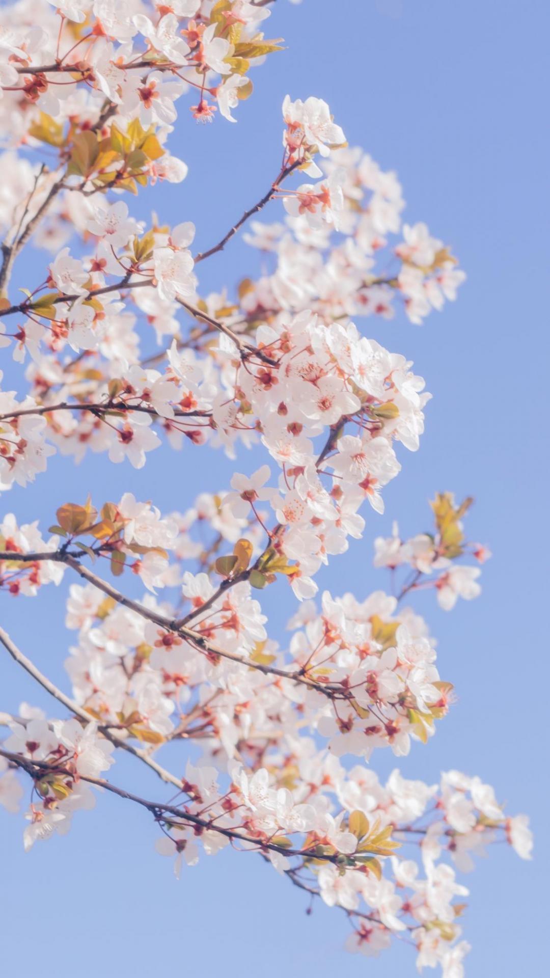 樱花满似枝头