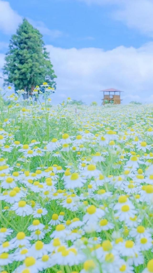 满似烂漫小清新雏菊