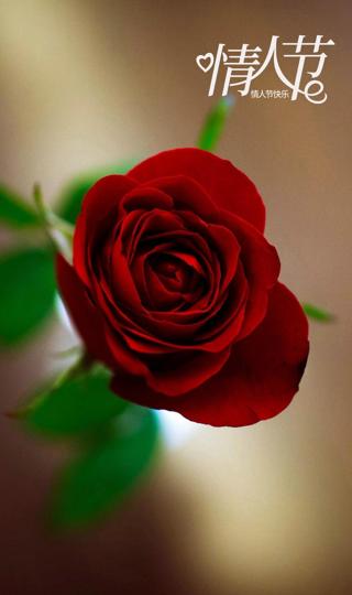 情人节快乐鲜艳的玫瑰