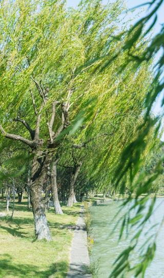 柳树清新自然摄影