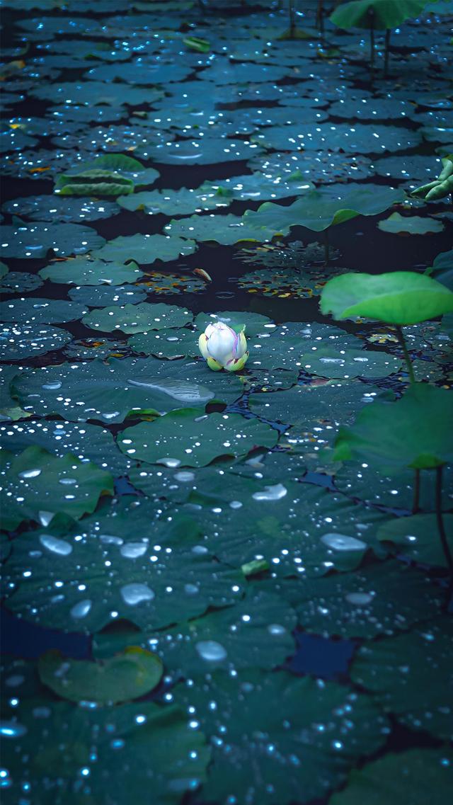 清新淡雅荷花池中摄影