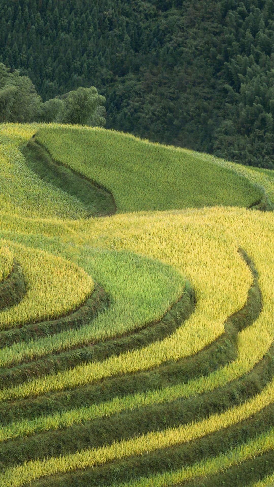 清新自然梯田风景