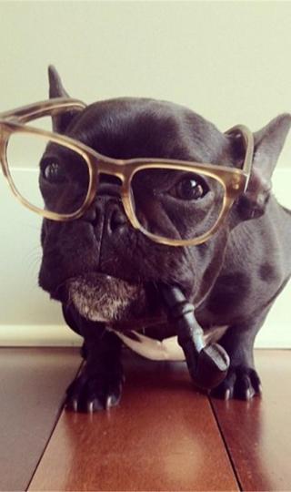 戴眼镜叼着烟斗的可爱狗狗壁纸