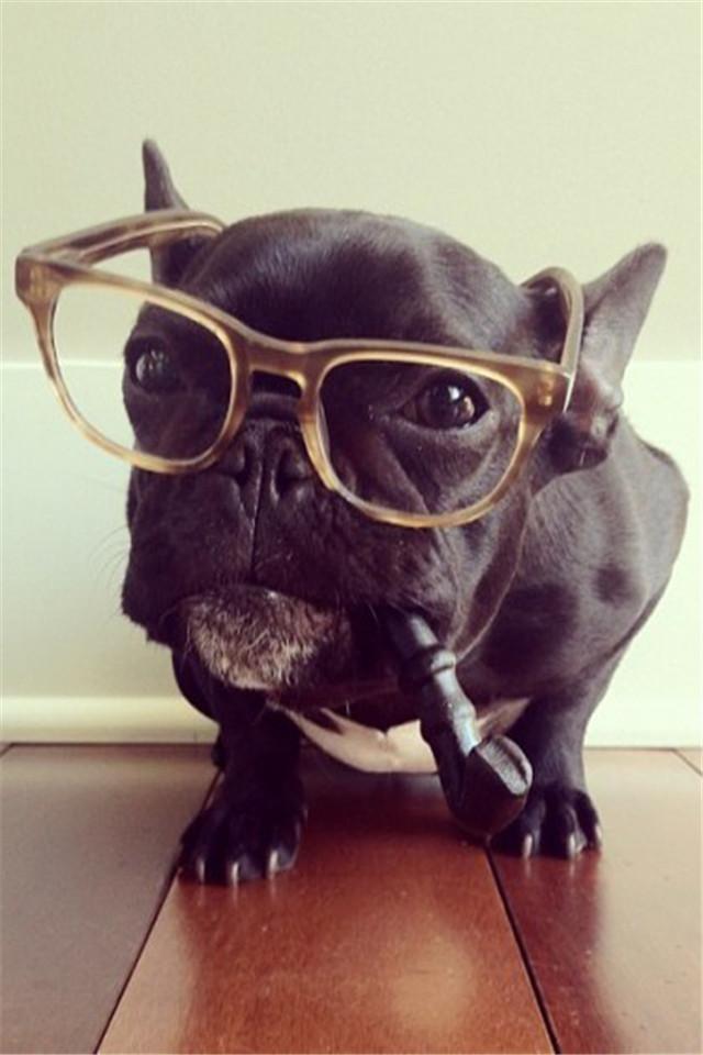 戴眼镜叼着烟斗的可爱狗狗壁纸
